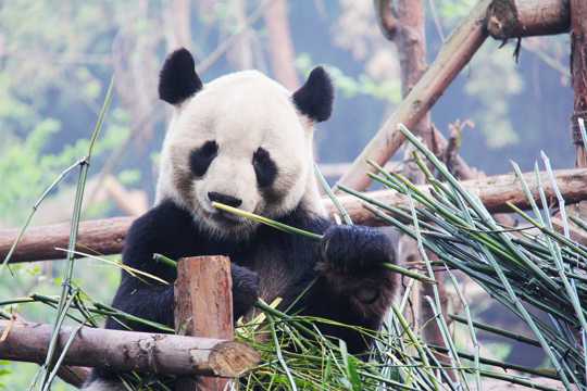 可人呆萌的大熊猫图片