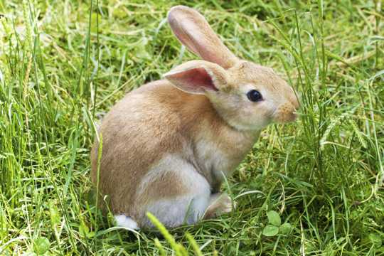 草坪灰兔子图片
