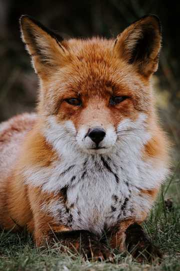 美丽红狐狸图片