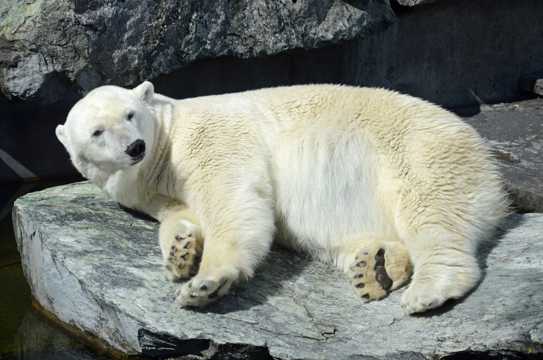 笨拙乖巧的北极熊图片
