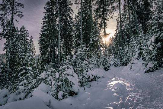 朝阳丛林积雪景观图片
