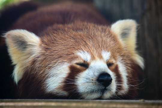 乖巧小浣熊睡觉图片