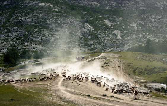 新疆阿勒泰哈萨克牧民夏天大迁徙图片