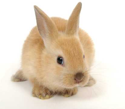 萌萌的小兔子图片