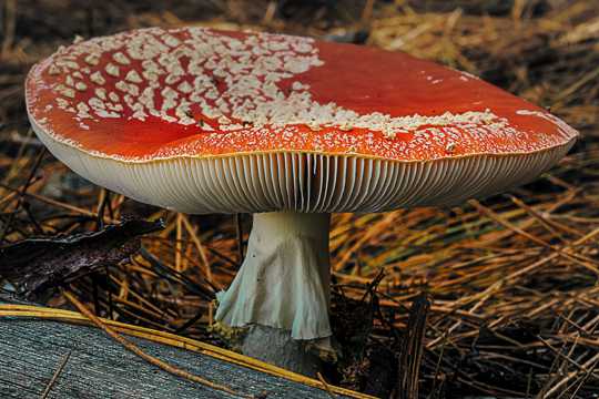 大地飞木耳红蘑菇图片