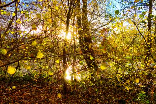 秋日里的树林霞光图片