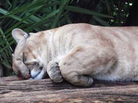 睡觉中的母狮子图片