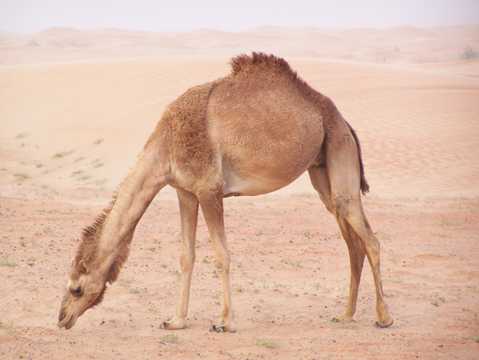 温顺的戈壁骆驼图片