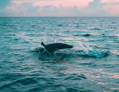 海中的海豚图片