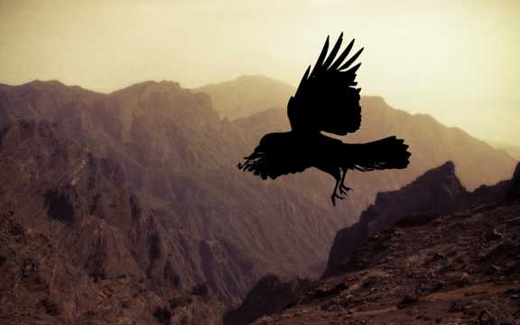 展翅飞翔的乌鸦图片