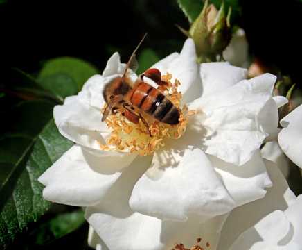 白玫瑰蜜蜂图片