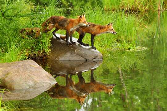 河边的狐狸图片