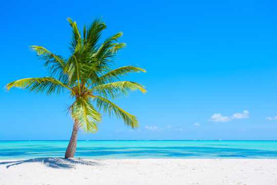 清新的海岛椰树图片