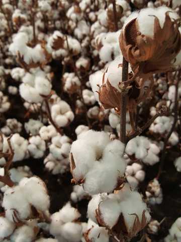 秋日棉花成熟图片