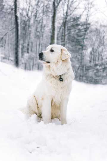 雪地上的金毛犬图片