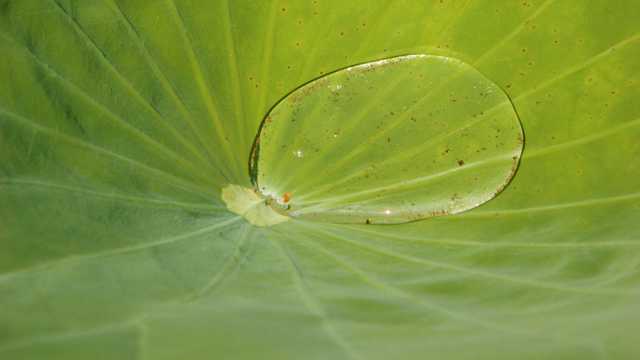 植物上的水珠图片