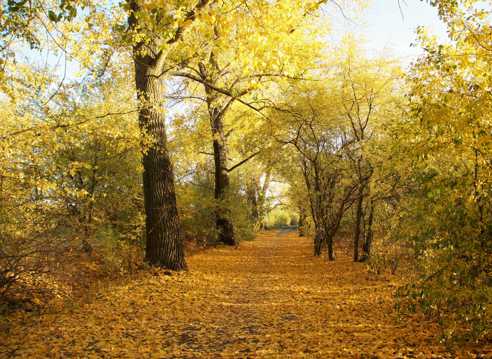秋季丛林黄叶景观图片
