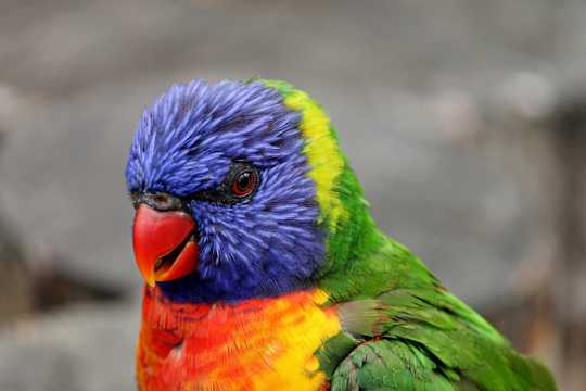 羽毛艳丽的澳洲鹦鹉图片