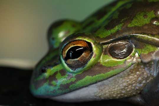 鲜艳的青蛙头部图片