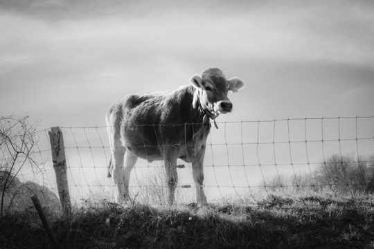 农场的小牛黑白图片