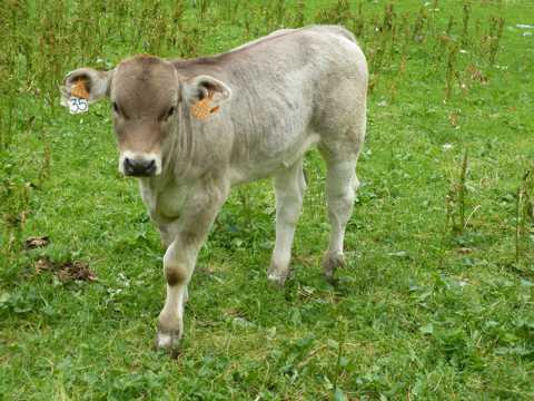 草原小奶牛图片