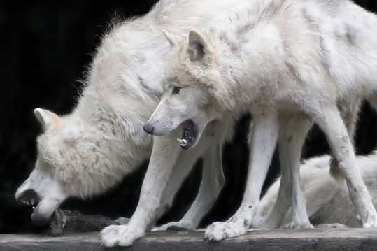 凶猛的大白狼高清图片