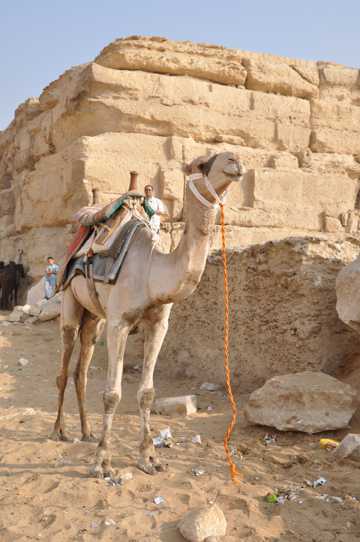 休憩的骆驼图片