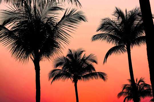暮色斜阳棕榈树图片