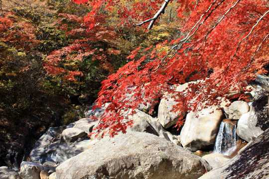 秋日枫林山涧图片