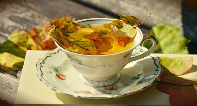 秋叶红茶图片