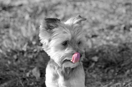 可爱的宠物狗黑白图片