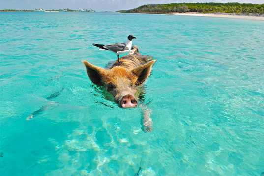 猪游泳的图片