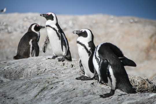乖巧南极企鹅高清图片