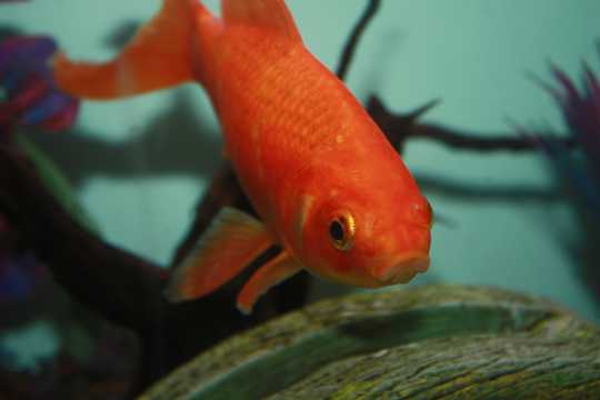 红色金鱼欣赏图片