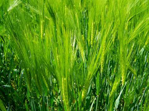绿色小麦背景图片