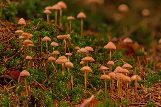 丛林大地小蘑菇图片