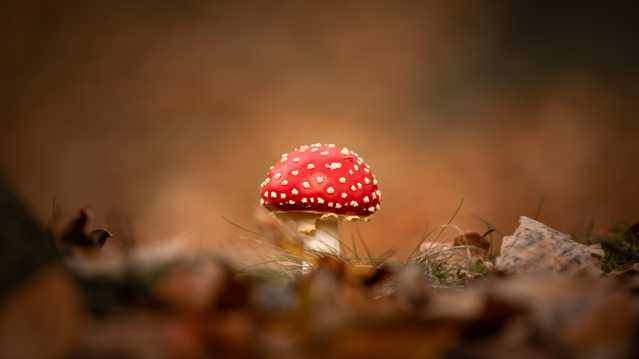 红色野蘑菇微距图片