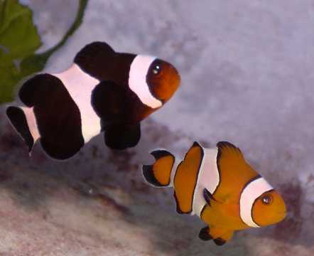 色彩鲜艳的小丑鱼图片