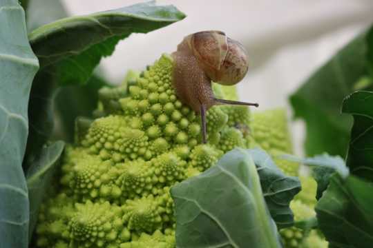 绿色蔬菜上的蜗牛图片