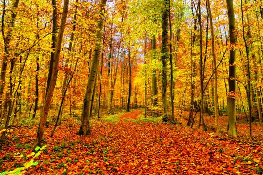 秋日黄丛林景物图片