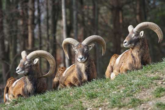 野生的欧洲盘羊图片