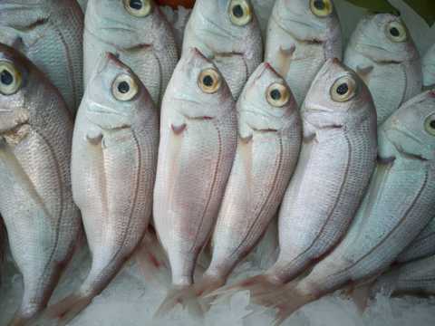 市场食用鲜鱼图片