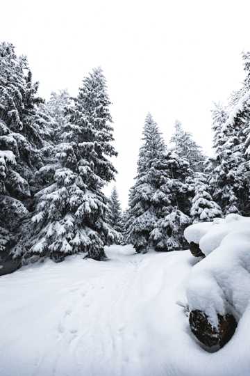 冬天雪地雪松自然风光图片