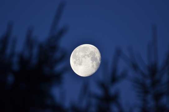 月亮挂在树梢上图片
