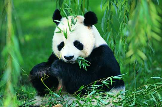憨态可掬的熊猫图片