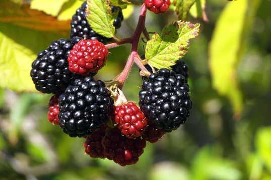 黑莓浆果成熟图片
