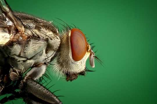 苍蝇微距拍摄高清图片
