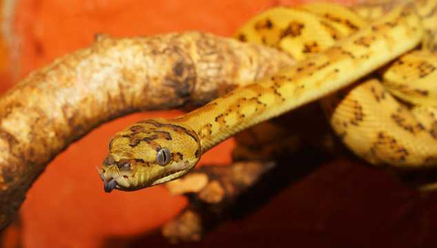 黄金蟒蛇图片