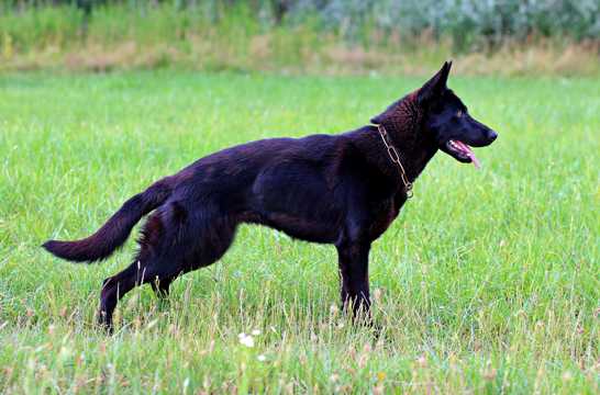 纯黑色德国牧羊犬图片