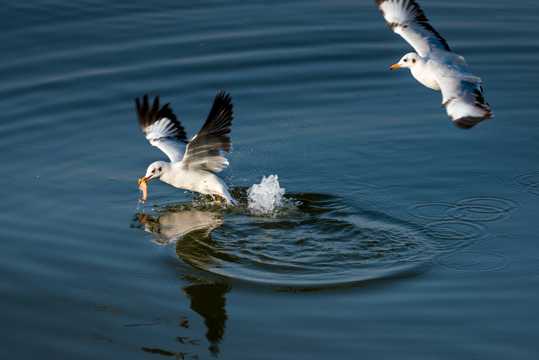 在水面上猎食的海鸥